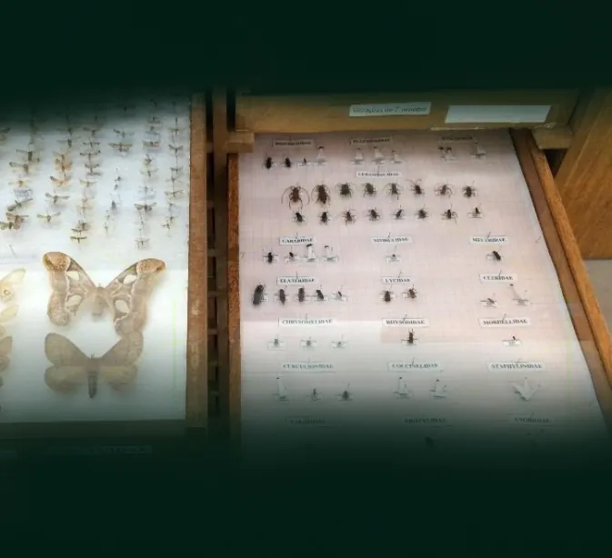 Insetos montados e identificados na coleção entomológica da MIP Florestal